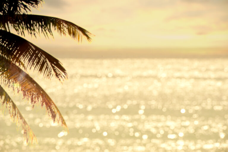 Palm tree silhouette against a sparkling ocean.