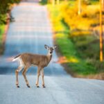 Deer standing on rural Texas road during mating season showing common deer accident hazard for drivers