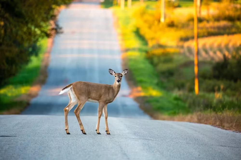 What to Do If You Hit a Deer in Texas: Essential Steps to Follow